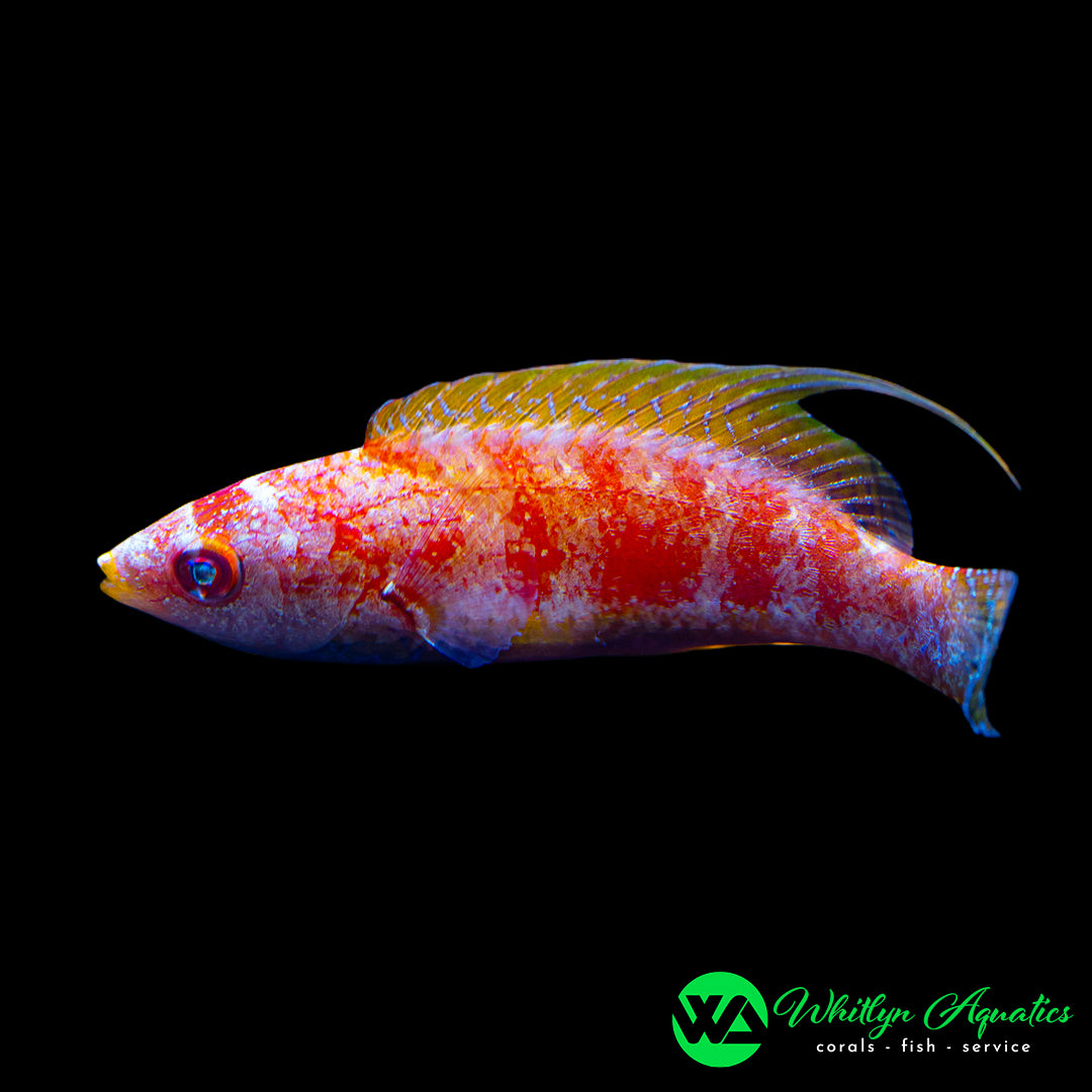 Social Fairy Wrasse - Cirhilabrus Socialis