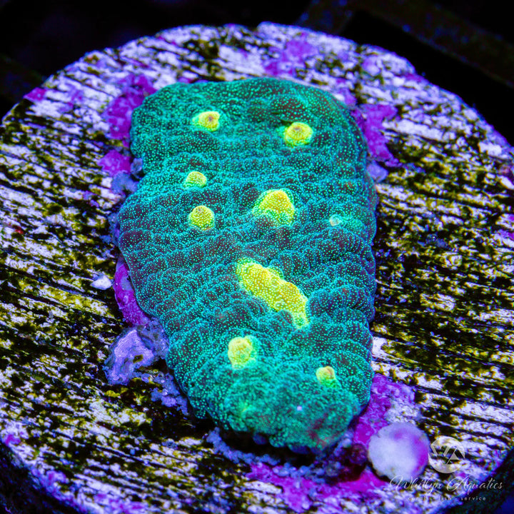 Space Invader Chalice