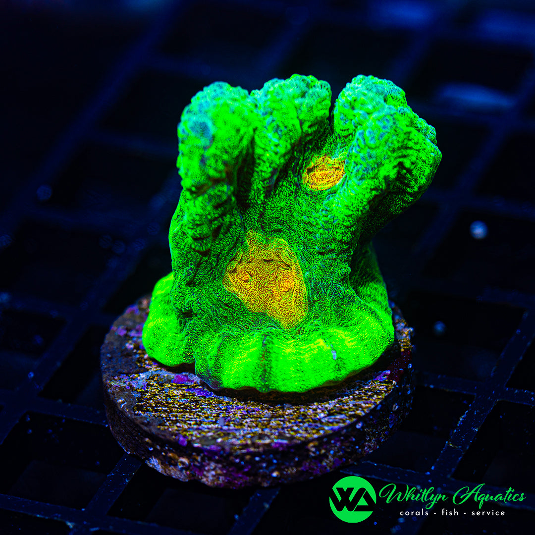 Space Invader Pectinia