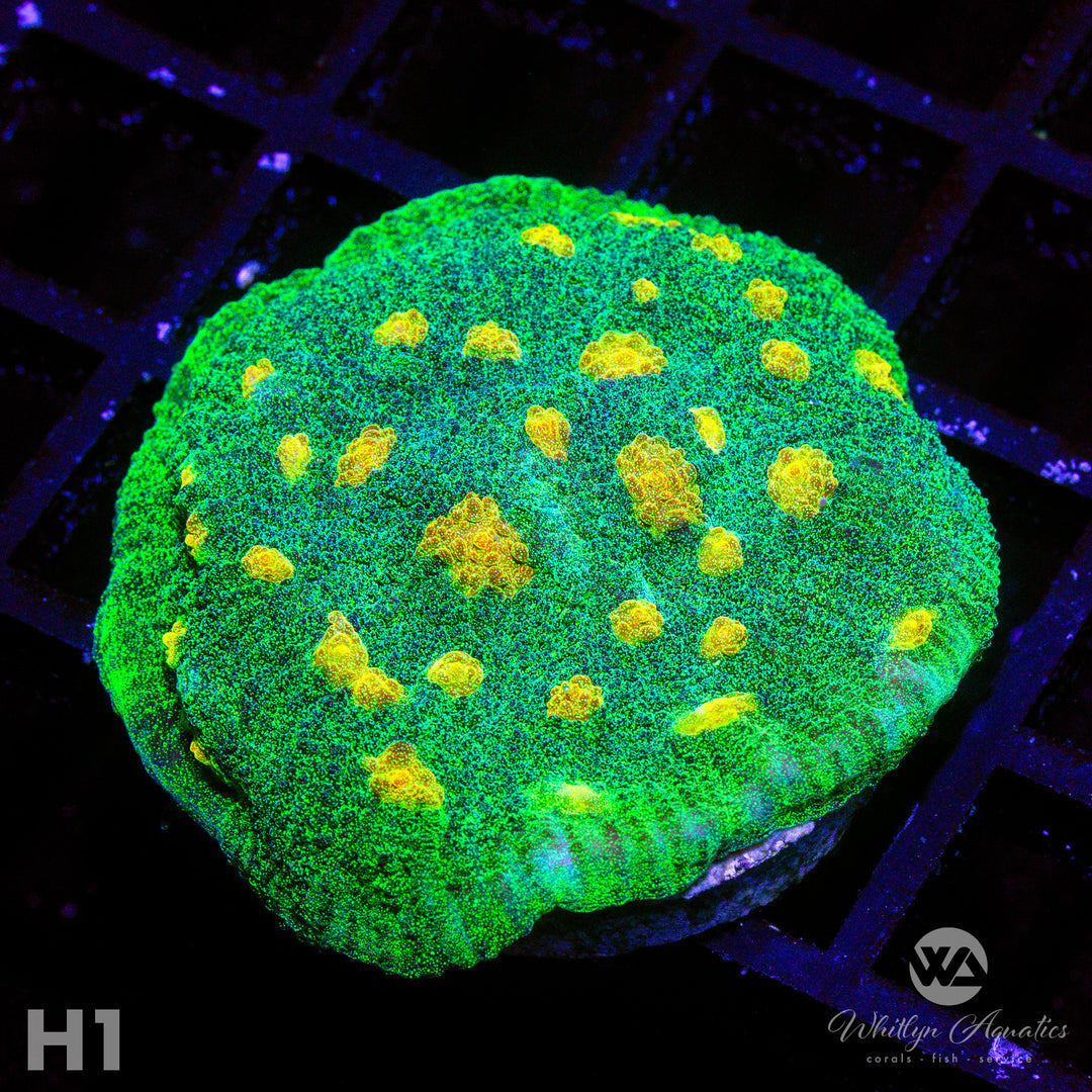 Space Invader Chalice - WYSIWYG