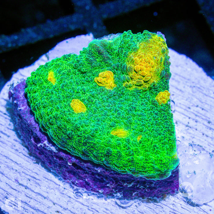 Space Invader Chalice - WYSIWYG