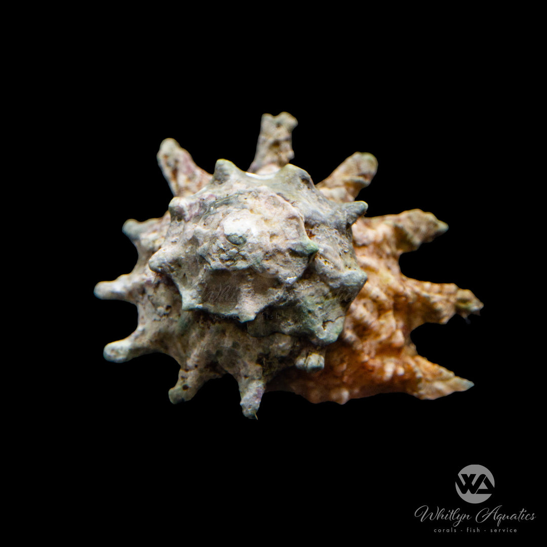 Spiny Astrea Snail - Astrea phoebia