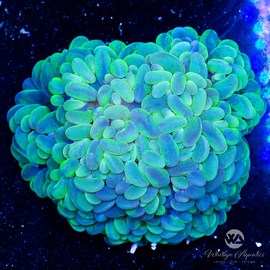 Splatter BUbble Coral WYSIWYG