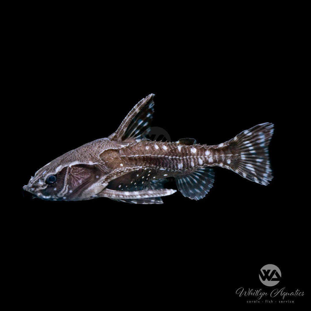 Spotted "Raphael" Talking Catfish - Agamixis pectifrons