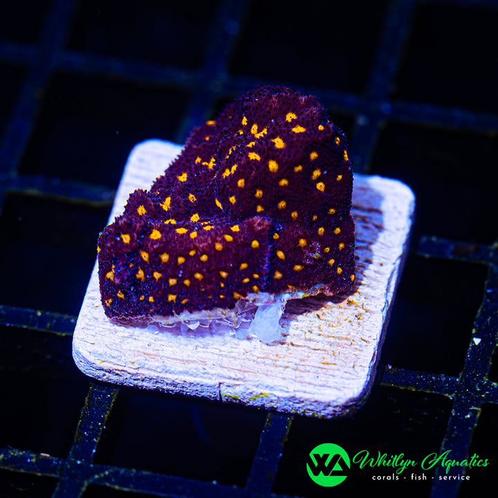 WA Starry Night Psammocora
