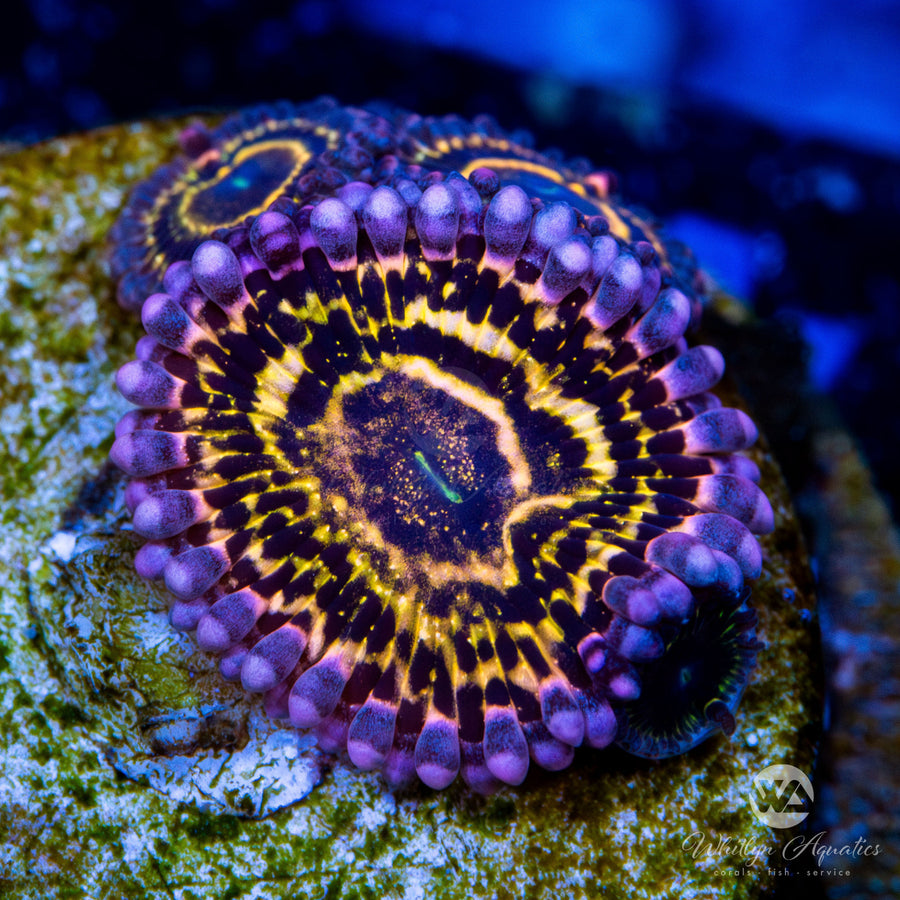 Stratosphere Zoa Zoanthid "Strats" Whitlyn Aquatics
