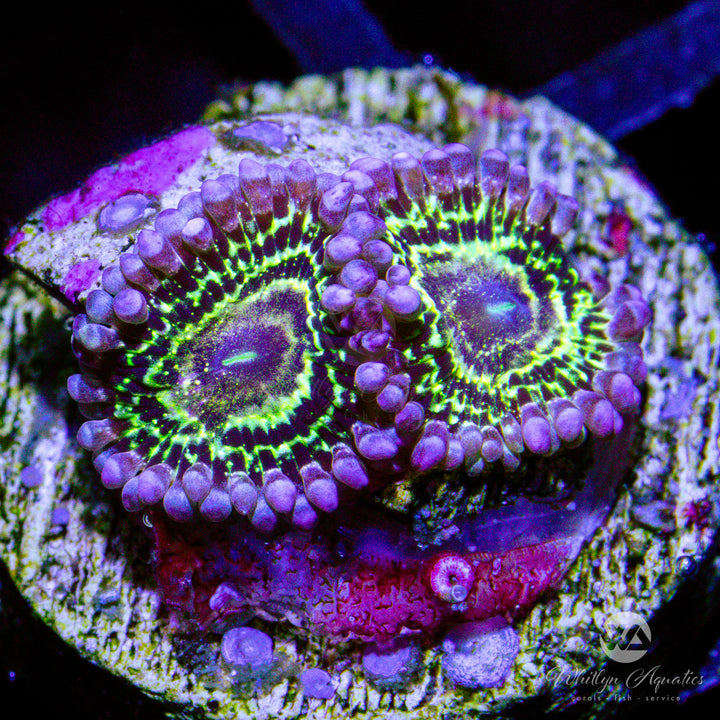Stratosphere Zoanthid (Aquacultured) - Whitlyn Aquatics