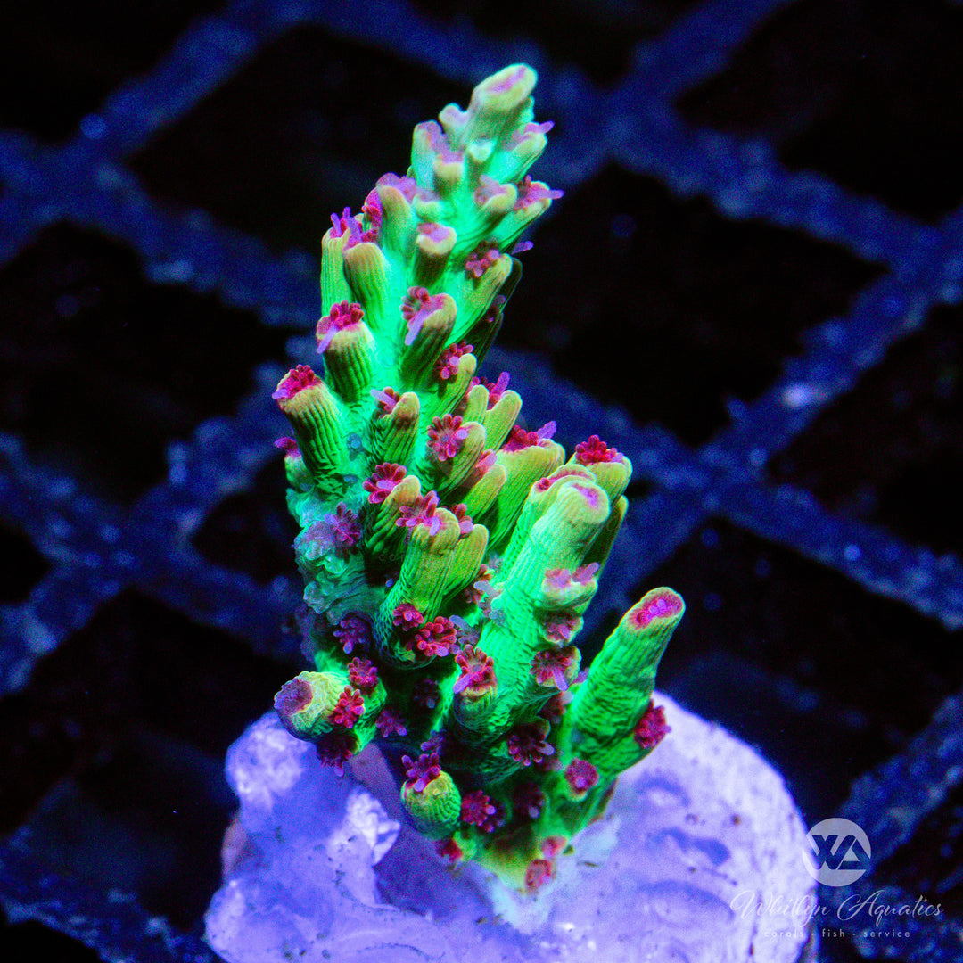 Strawberry Shortcake Acro