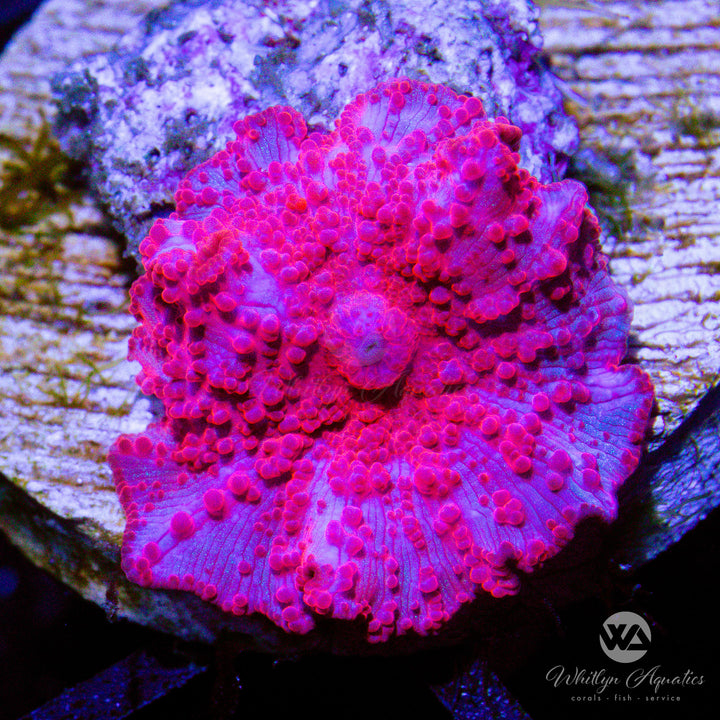 Stripper Lips Mushroom