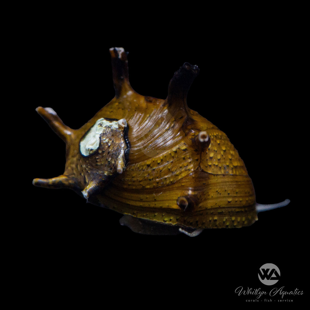 Sun Thorn Nerite Snail - Clithon donovani