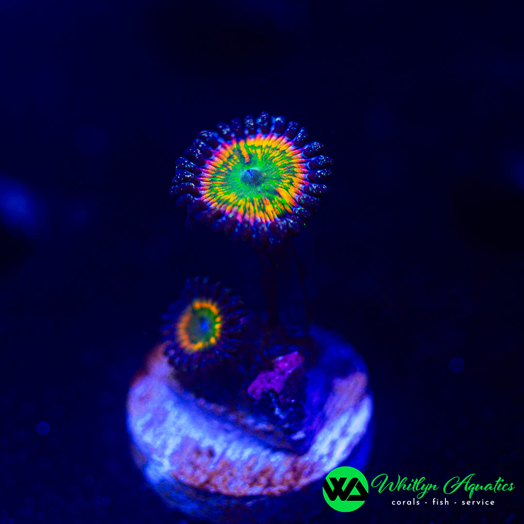 OG Sunny D Zoanthid (Aquacultured)
