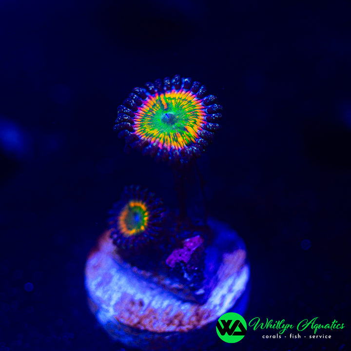 OG Sunny D Zoanthid (Aquacultured)