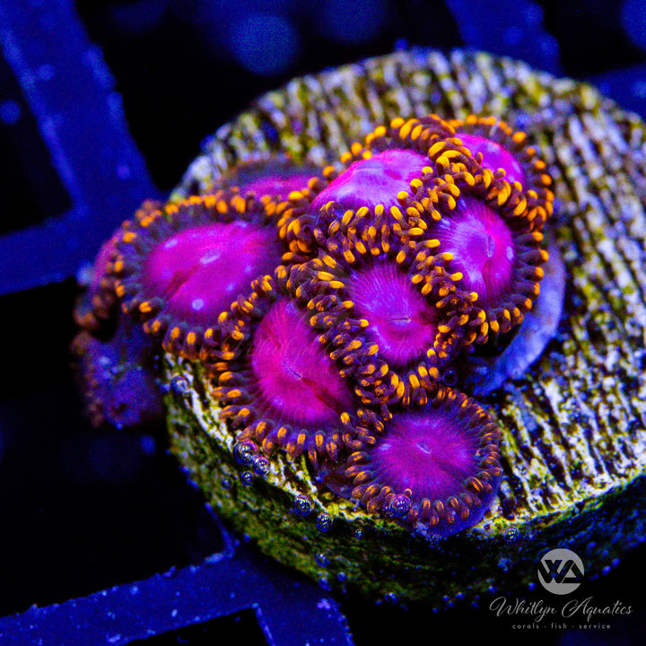 Sunburst Zoa