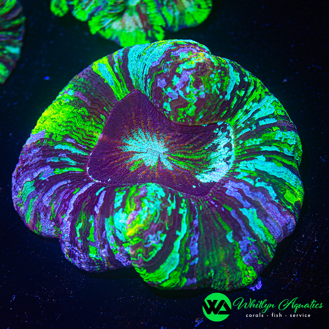 Sunburst Avalanche Trachyphyllia 4" WYSIWYG