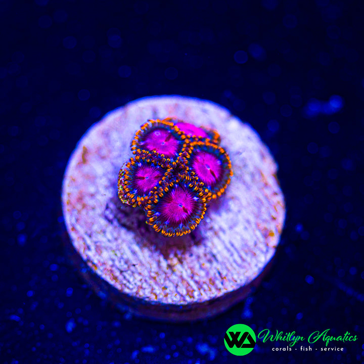 Sunburst Zoanthid (Aquacultured)