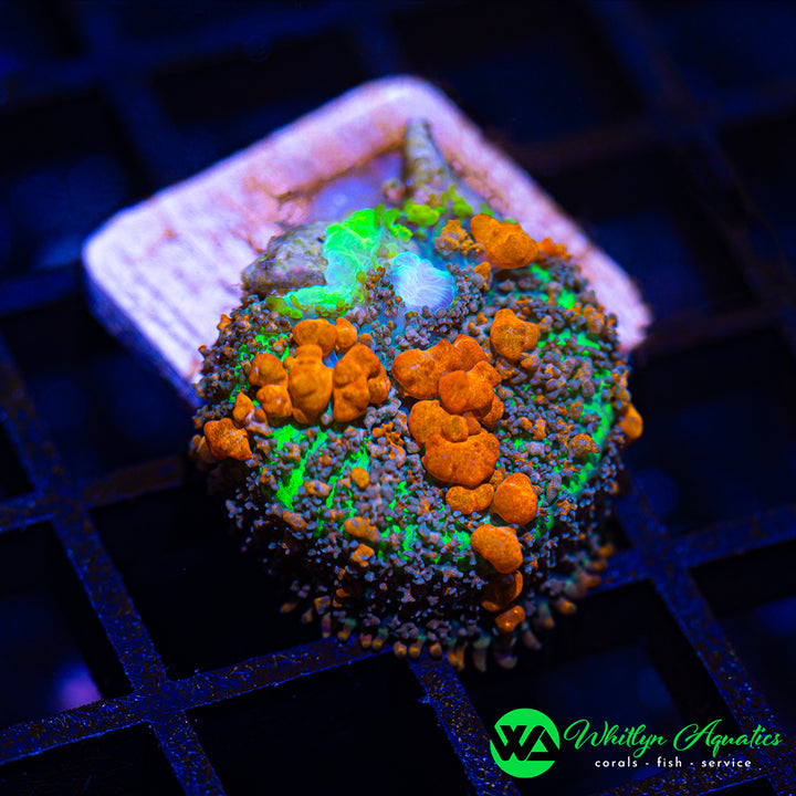 Sunkist Bounce Mushroom