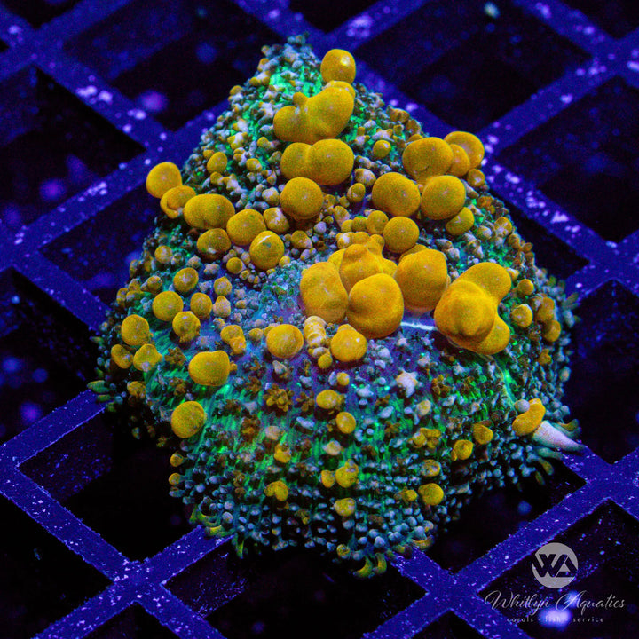 Sunkist Bounce Mushroom