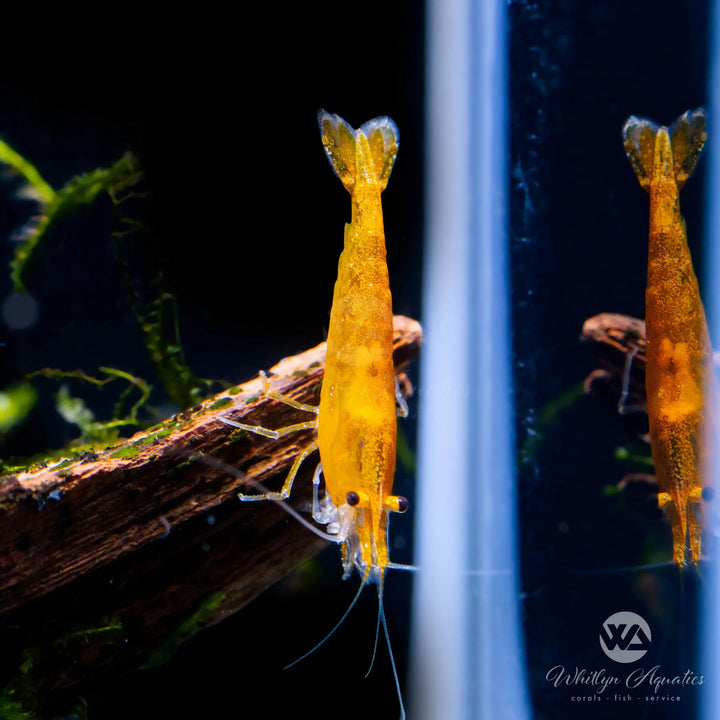 Sunkist Orange Shrimp - Neocaridina davidi