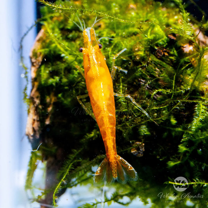 Sunkist Orange Shrimp - Neocaridina davidi