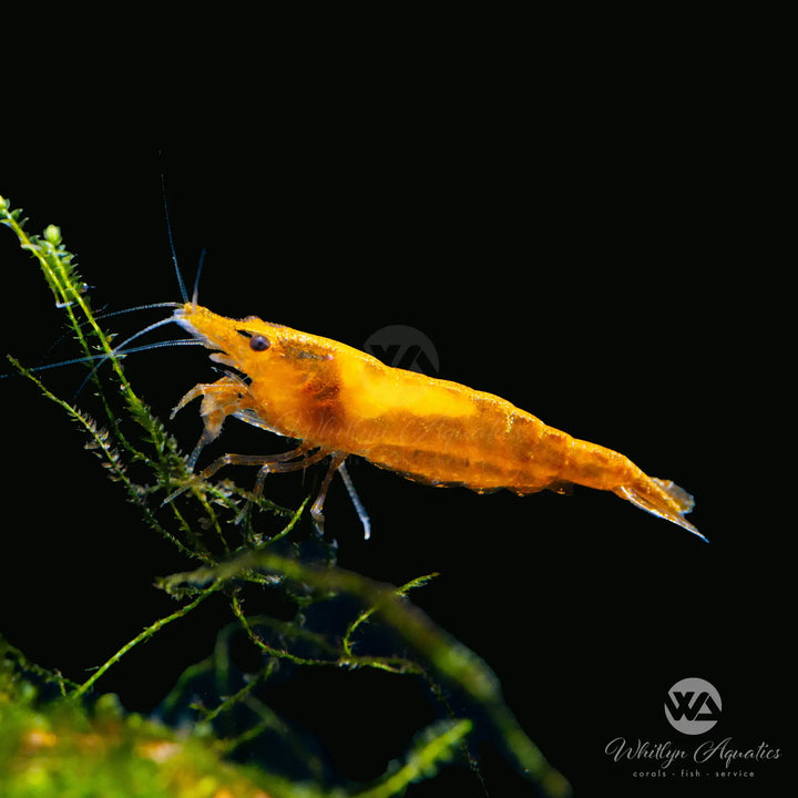 Sunkist Orange Shrimp - Neocaridina davidi
