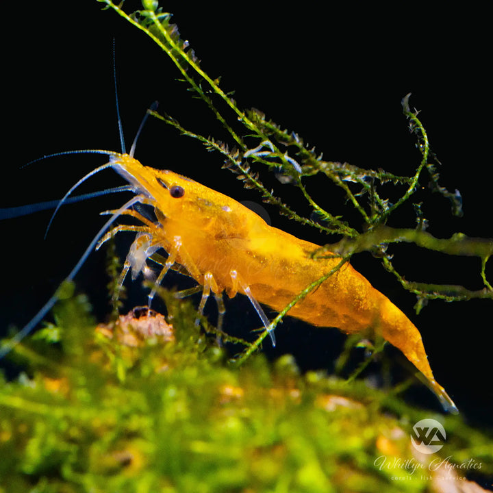Sunkist Orange Shrimp - Neocaridina davidi