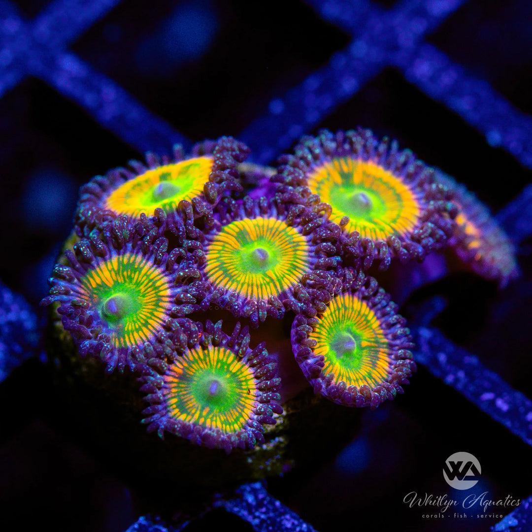 OG Sunny D Zoanthid (Aquacultured)