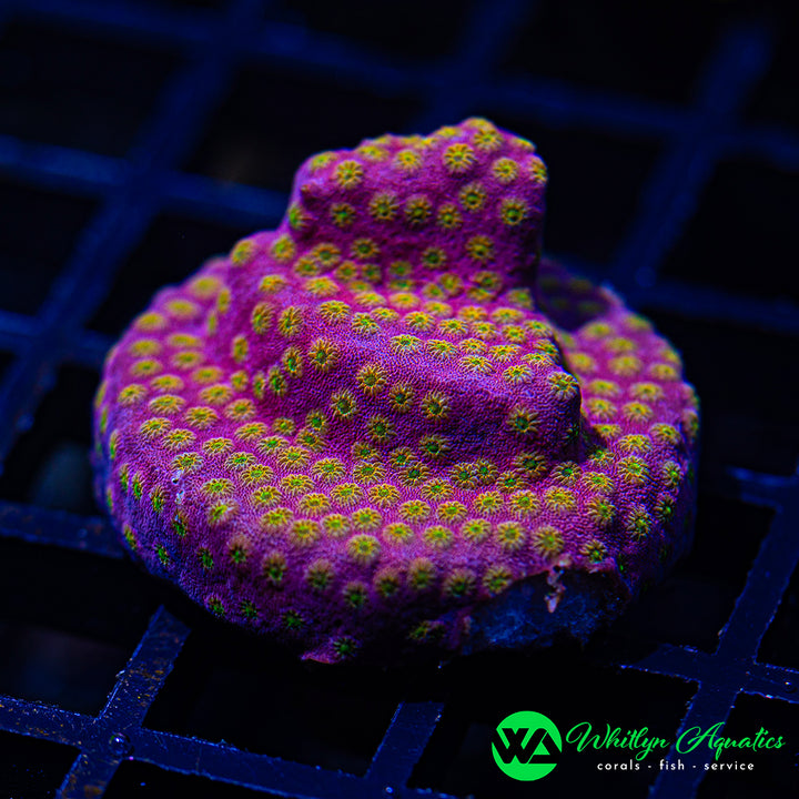 WA Sunrise Cyphastrea