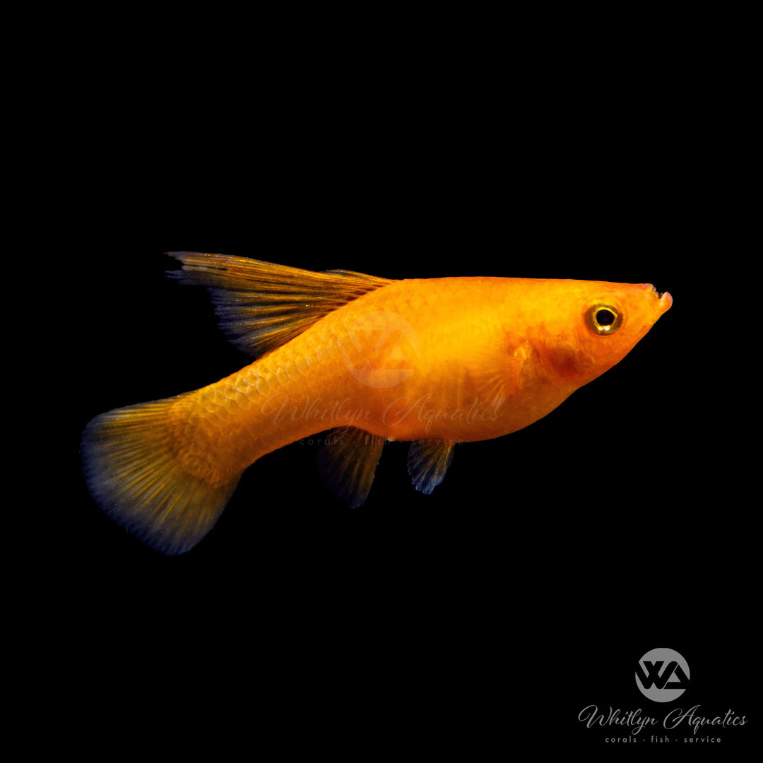 Sunrise Platy - Xiphophorus maculatus