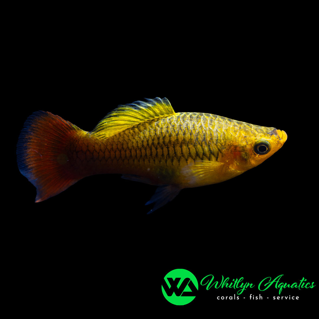 Sunset Gold Variatus Platy - Xiphophorus variatus - Whitlyn Aquatics