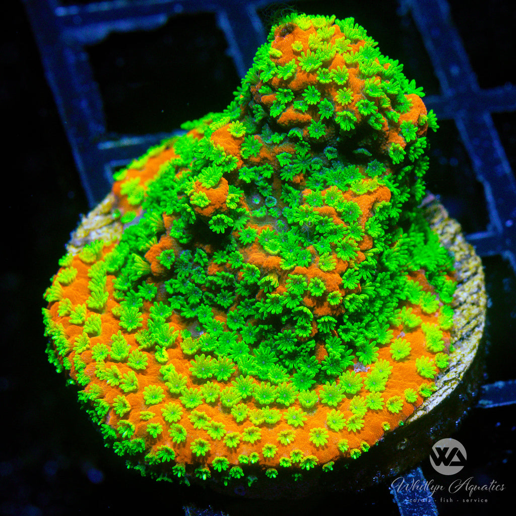 Sunset Montipora – Whitlyn Aquatics