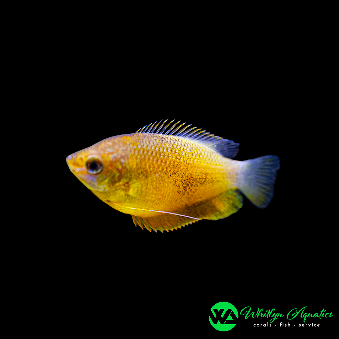 Sunset Thicklip Gourami - Trichogaster labiosa