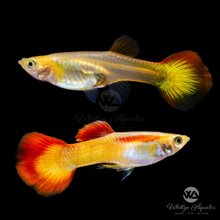 Sunset Guppy - Poecilia reticulata