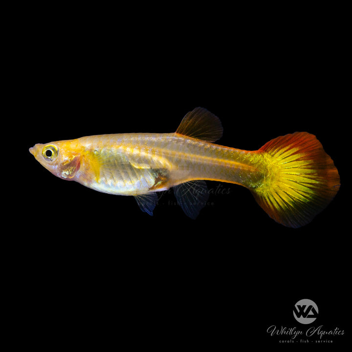 Sunset Guppy - Poecilia reticulata