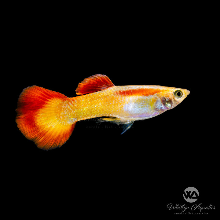 Sunset Guppy - Poecilia reticulata