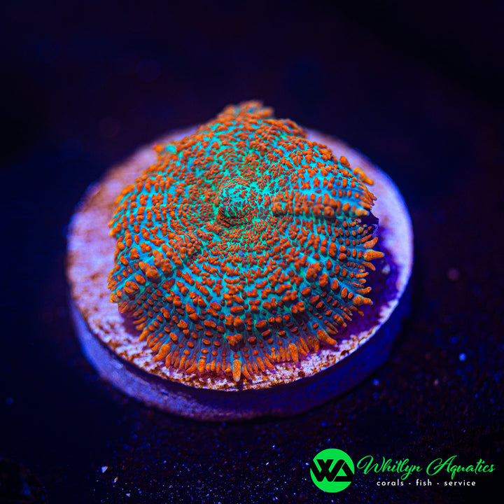 WA Hawaiian Sunrise Rhodactis Mushroom