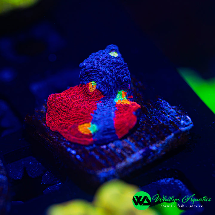 WA Superman Chalice