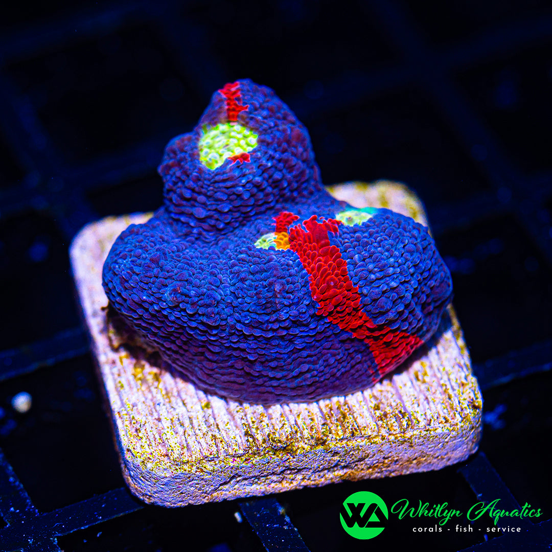 WA Superman Chalice WYSIWYG