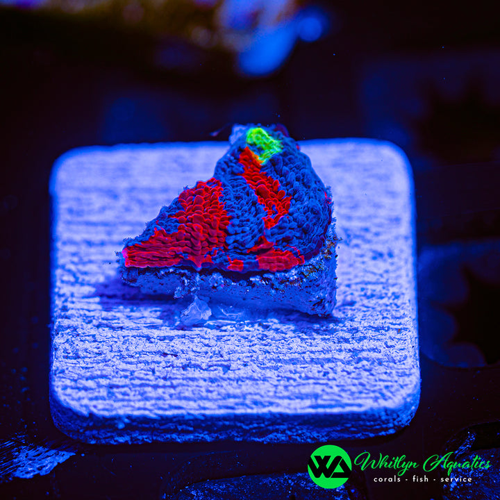WA Superman Chalice