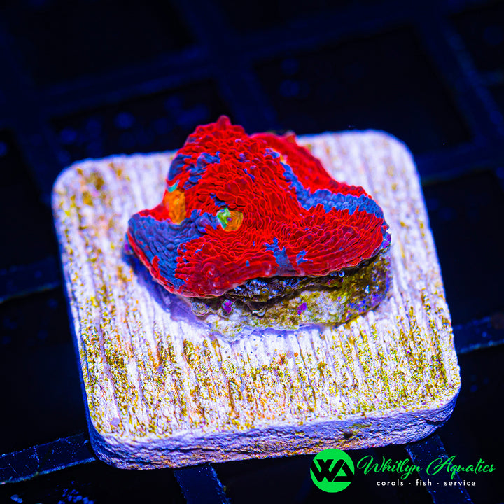 WA Superman Chalice WYSIWYG