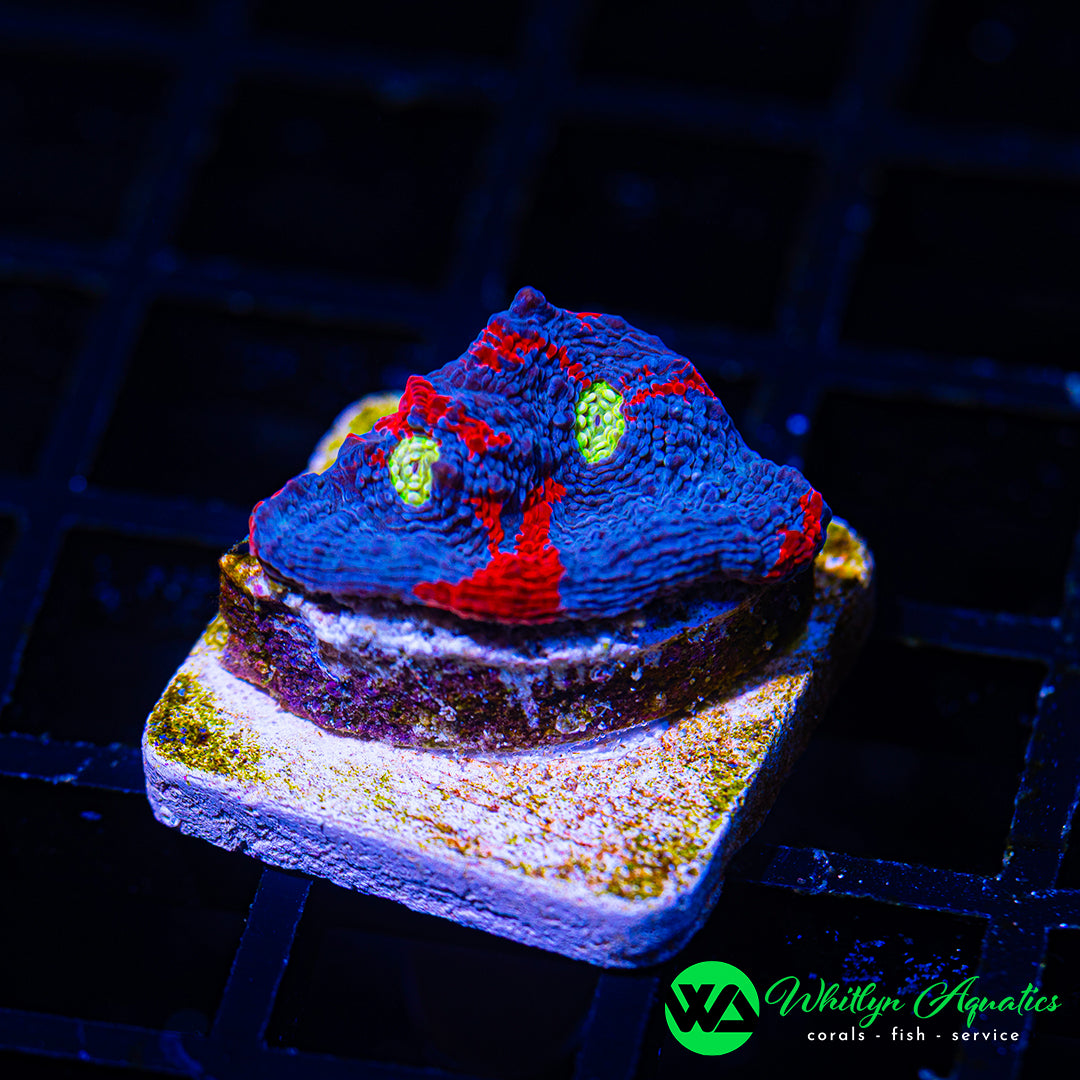 WA Superman Chalice WYSIWYG