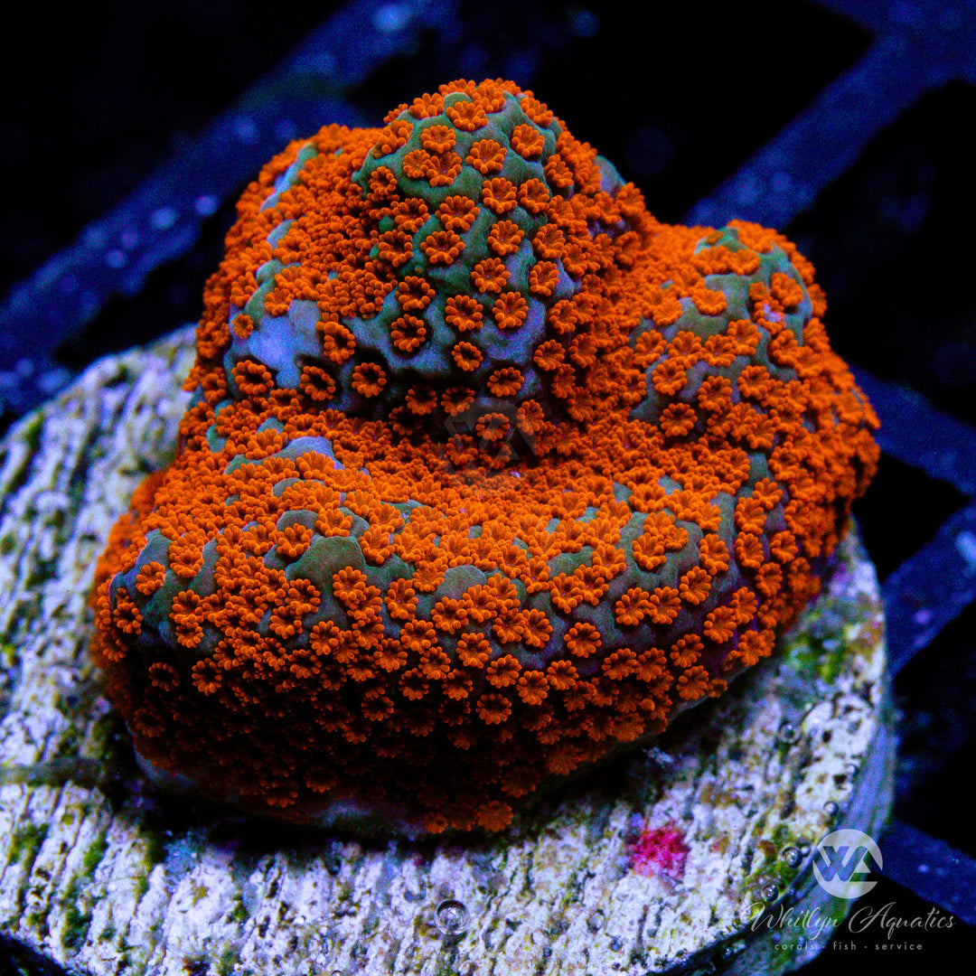 Superman Encrusting Montipora