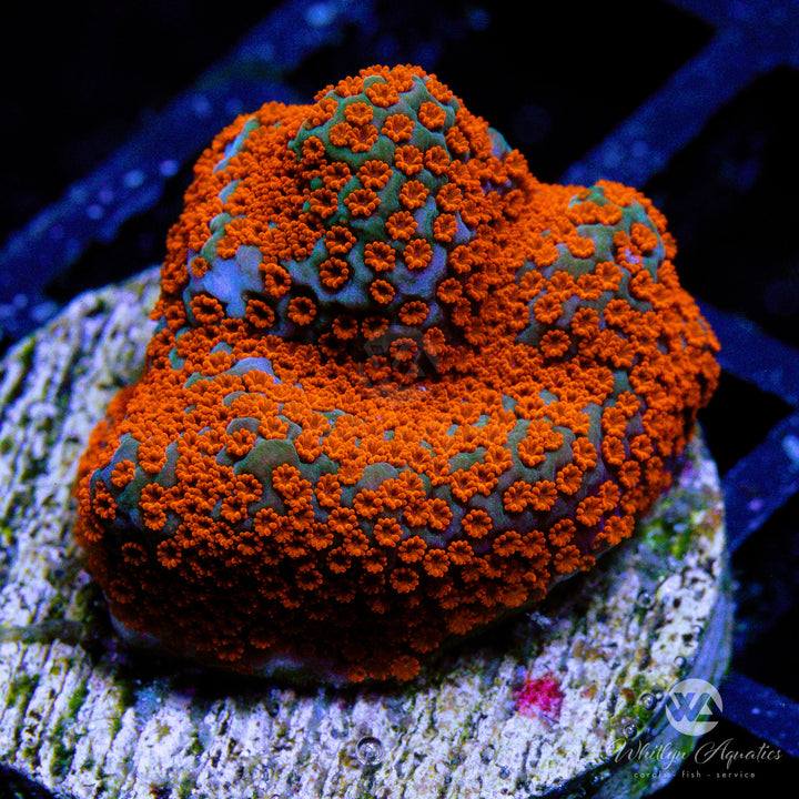 Superman Encrusting Montipora