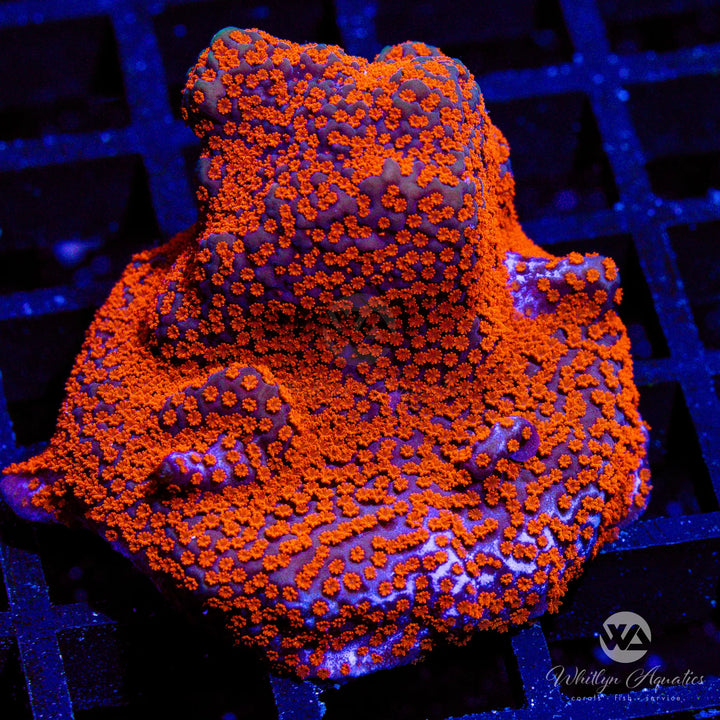 Superman Encrusting Montipora