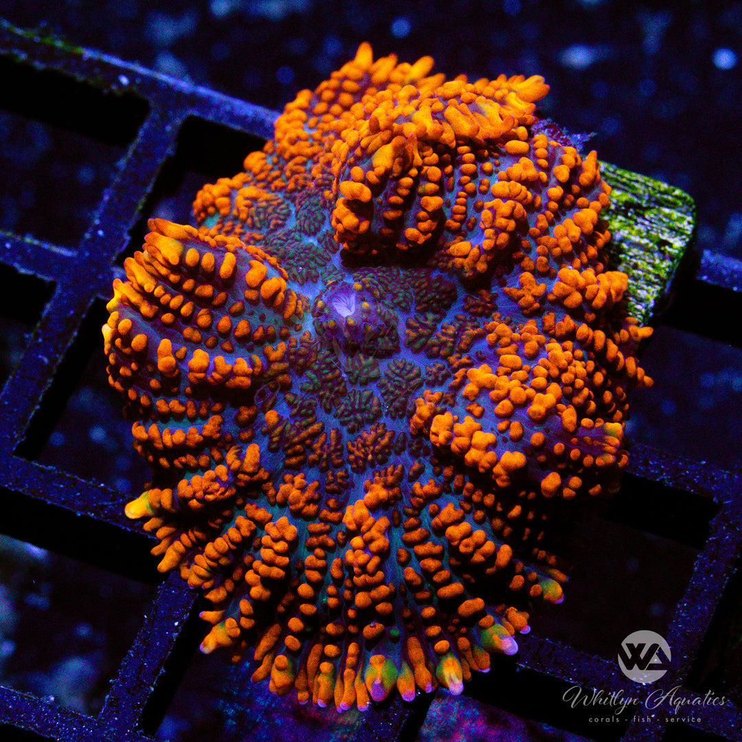 Superman Rhodactis Mushroom - Whitlyn Aquatics