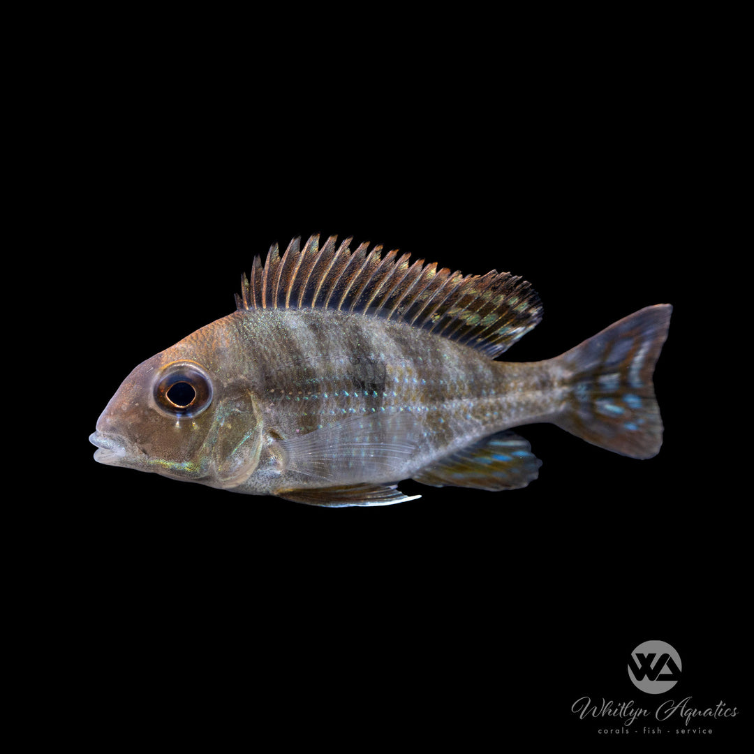 Surinam Geophagus - Geophagus altifrons