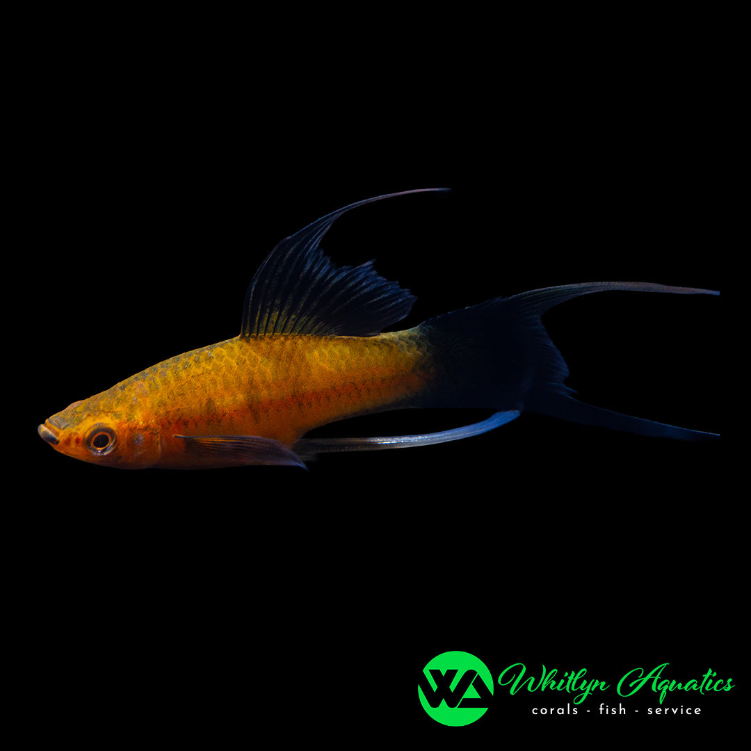 Assorted Lyretail Swordtail - Xiphophorus helleri - Whitlyn Aquatics