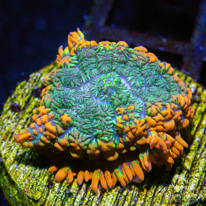 WA Hurricane Rhodactis Mushroom