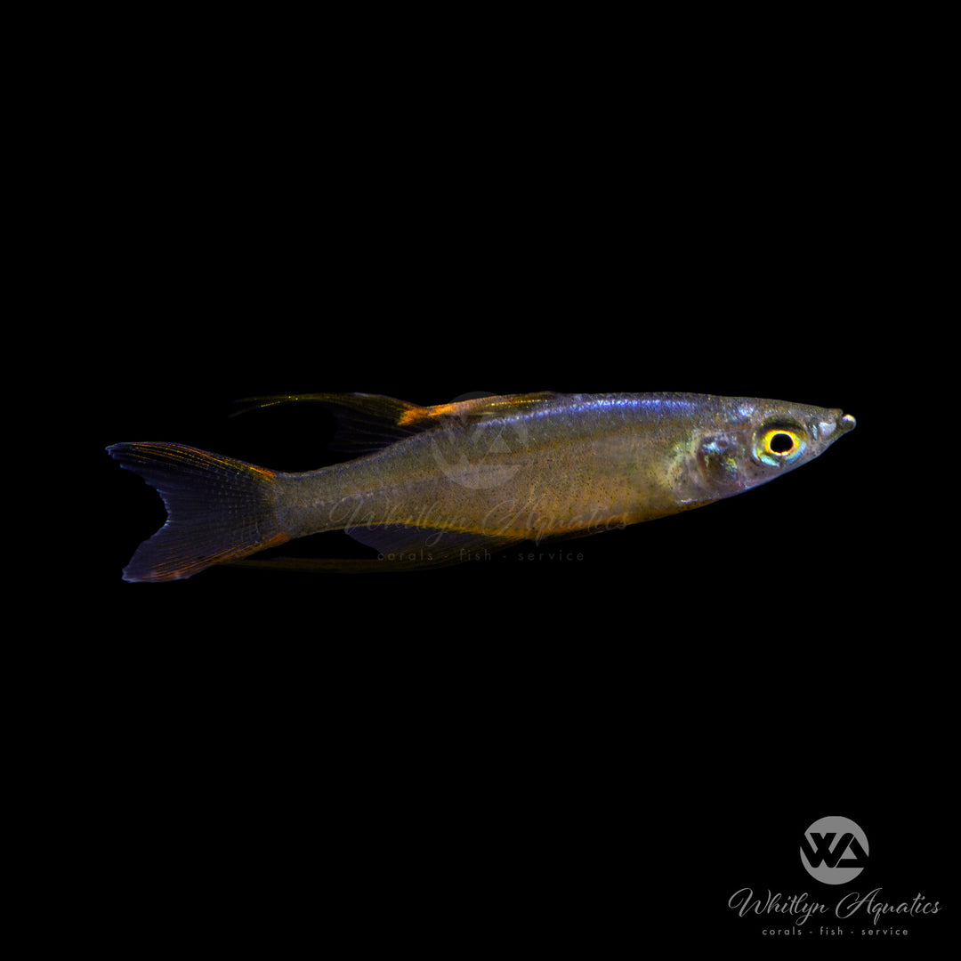 Threadfin Rainbowfish - Iriantherina werneri