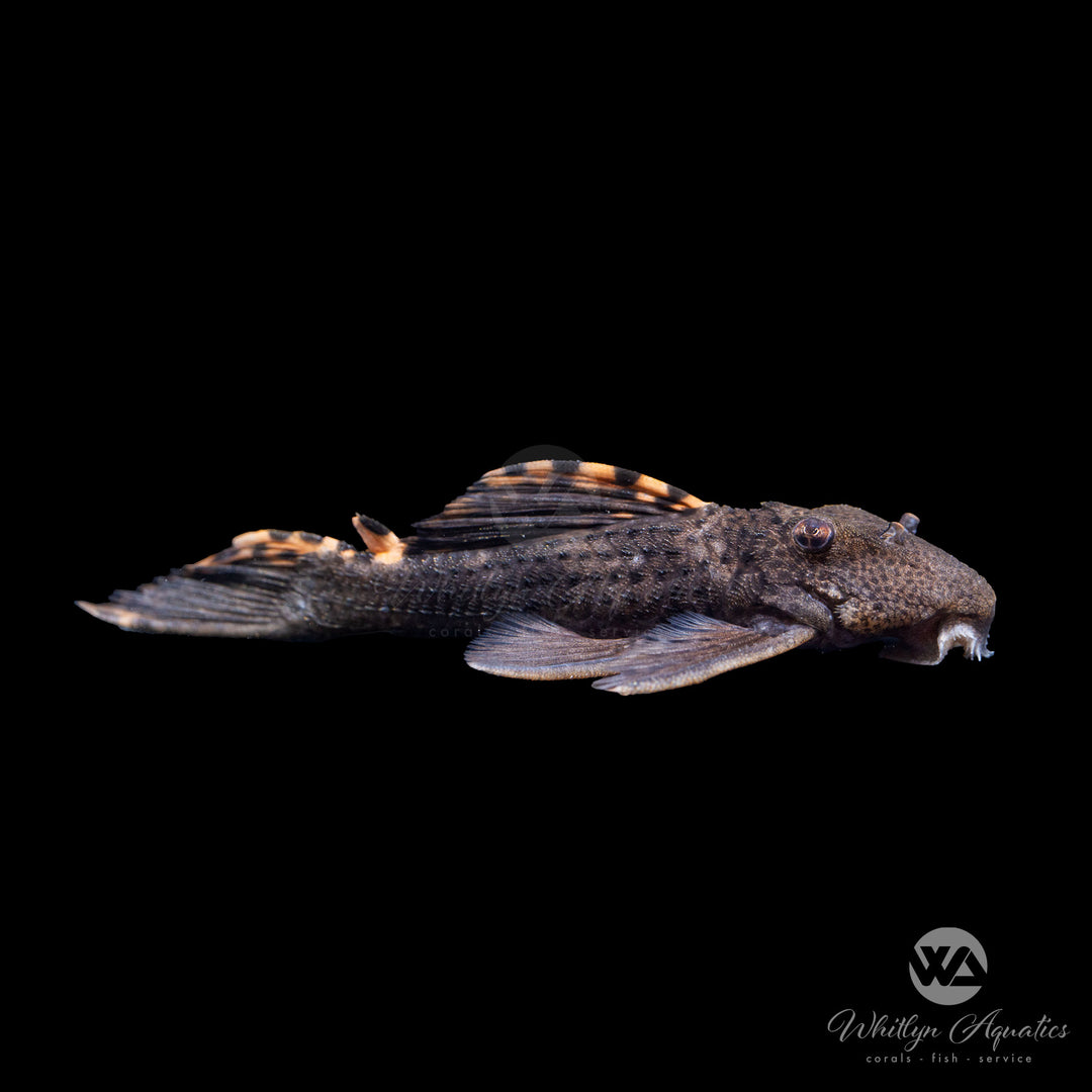 Three Beacon Pleco - L091 - Leporacanthicus triactis