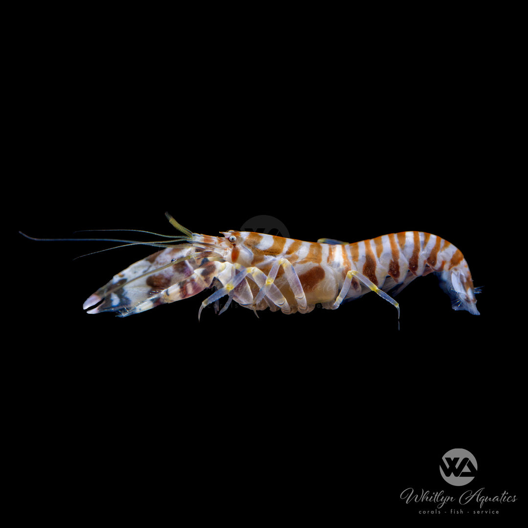 Tiger Pistol Shrimp - Alpheus sp